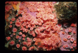 Image of Strawberry anemones