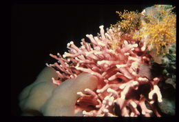 Image of Lace corals