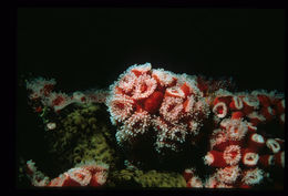 Image of Strawberry anemones