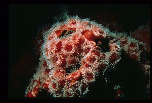 Image of Strawberry anemones