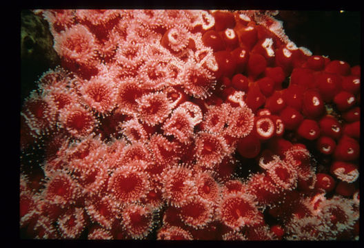 Image of Strawberry anemones