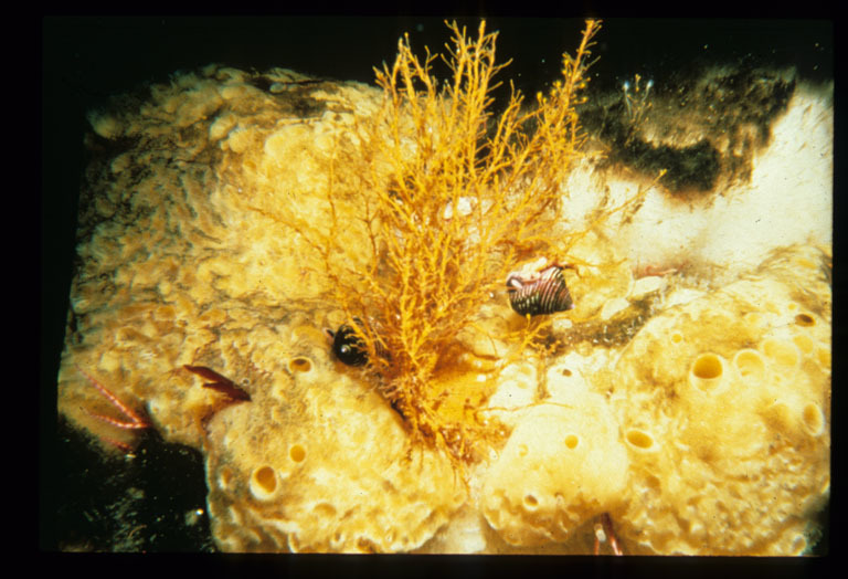 Image de Calliostoma ligatum (Gould 1849)