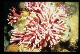 Image of Lace corals