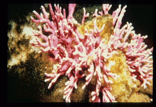 Image of Lace corals