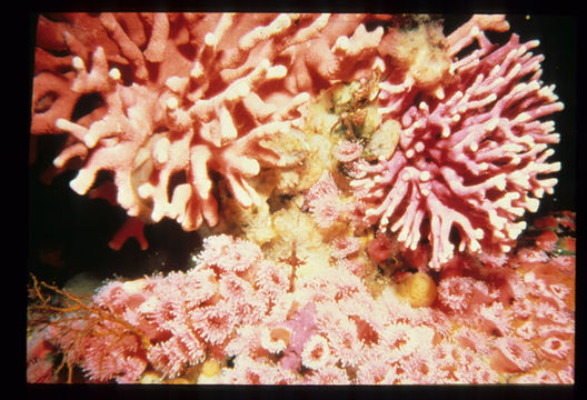 Image of Lace corals