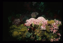 Image of Lace corals