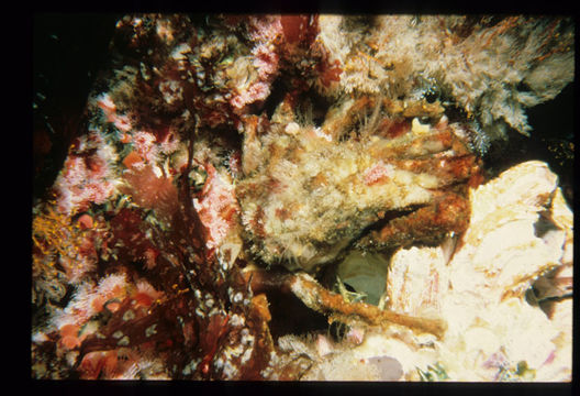 Image of Masking Crab