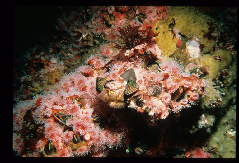 Image de Calliostoma ligatum (Gould 1849)