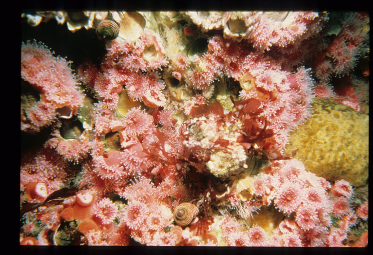 Image of Strawberry anemones