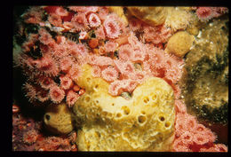 Image of Strawberry anemones