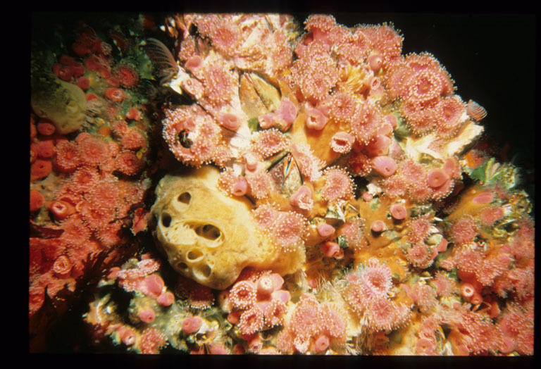 Image of Strawberry anemones