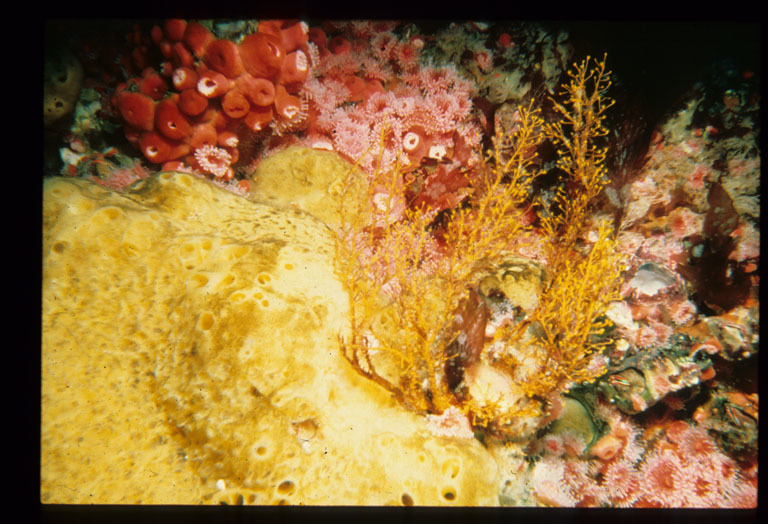 Image of orange hydroid