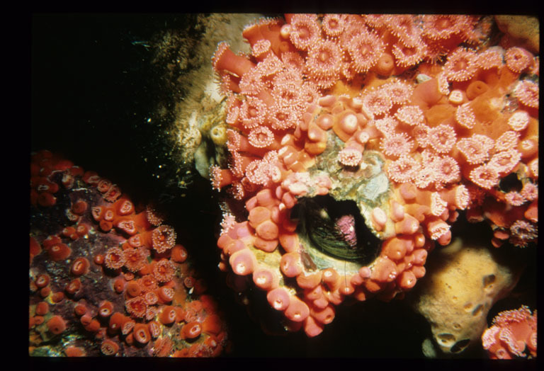 Image of Giant Acorn Barnacle