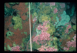 Image of Lace corals