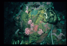 Image of Lace corals