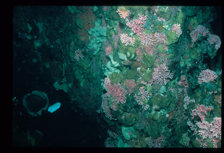 Image of Lace corals