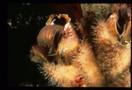 Image of Megabalanus californicus (Pilsbry 1916)