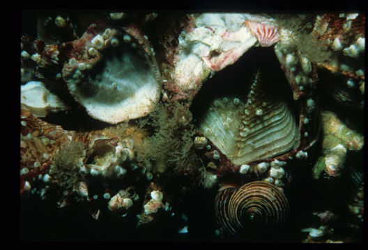 Image of Megabalanus californicus (Pilsbry 1916)