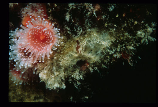 Image of Strawberry anemones