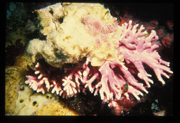 Image of Lace corals