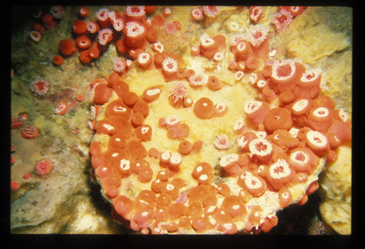 Image of Strawberry anemones