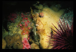 Image de Calliostoma ligatum (Gould 1849)