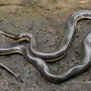 Image of Gerard's water snake