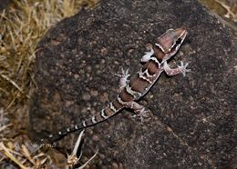 Hemidactylus triedrus (Daudin 1802) resmi