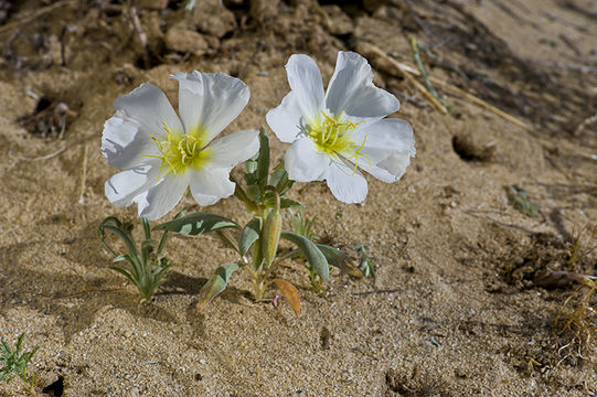 Imagem de Oenothera californica (S. Wats.) S. Wats.