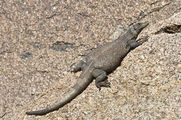 Image of Common Chuckwalla