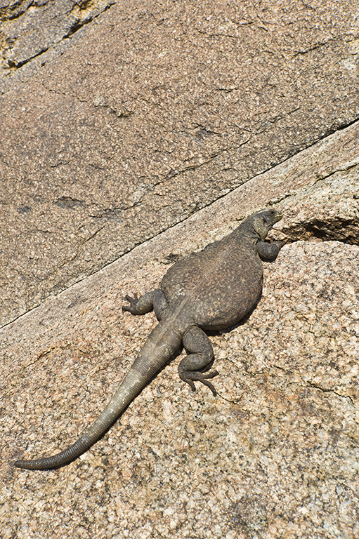 Image of Common Chuckwalla