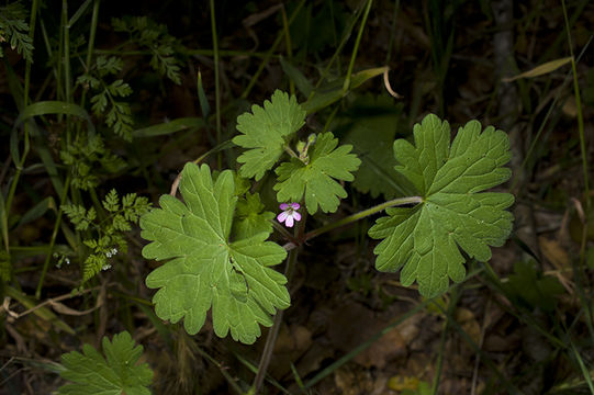 Imagem de Geranium potentilloides L'Hér. ex DC.