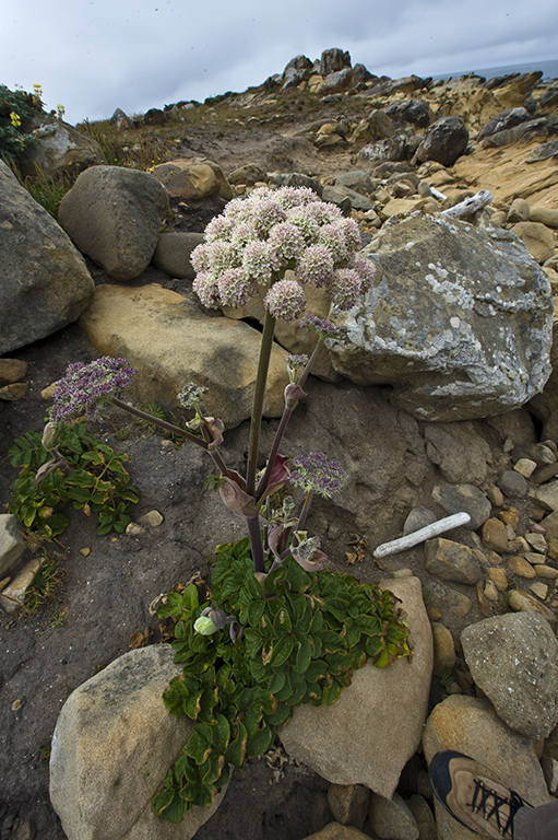 Image of Henderson's angelica