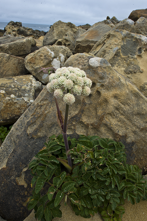 Image of Henderson's angelica