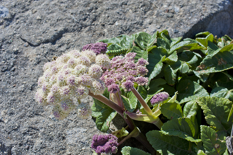 Image of Henderson's angelica