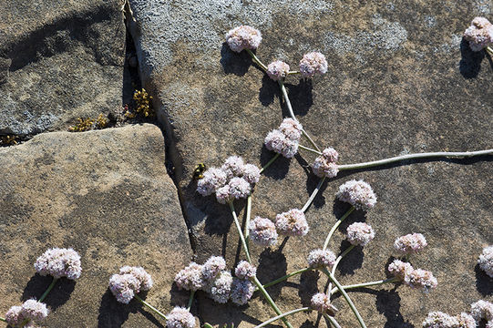 Image of seaside buckwheat