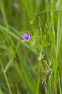 Plancia ëd Geranium dissectum L.