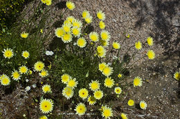 Image of smooth desertdandelion