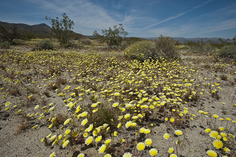 Image of smooth desertdandelion