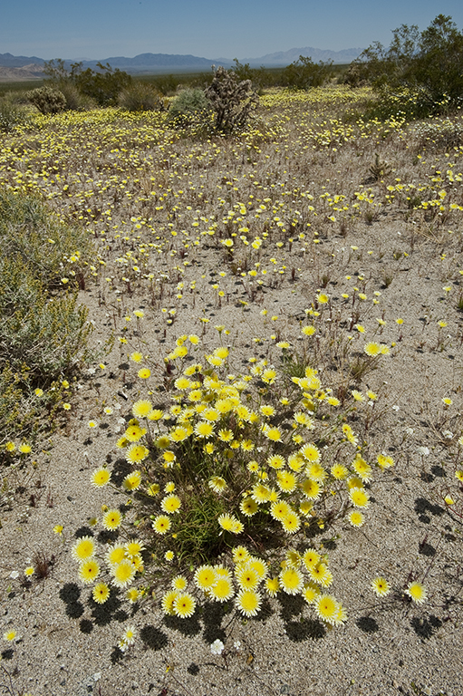 Image of smooth desertdandelion