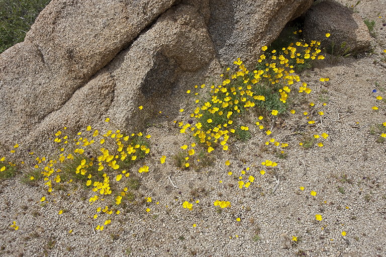 Image of desert poppy