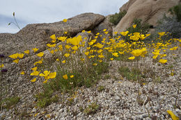 Image of desert poppy