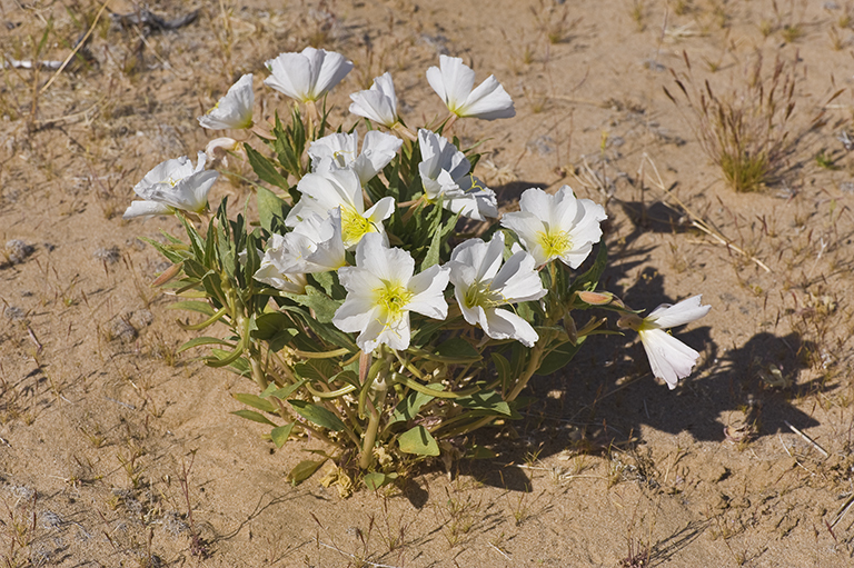 Imagem de Oenothera deltoides Torr. & Frem.