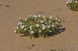 Imagem de Oenothera deltoides Torr. & Frem.