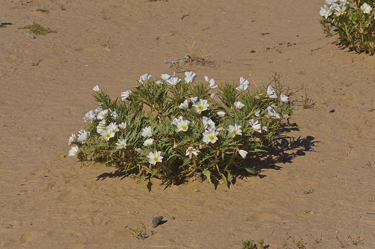 Imagem de Oenothera deltoides Torr. & Frem.