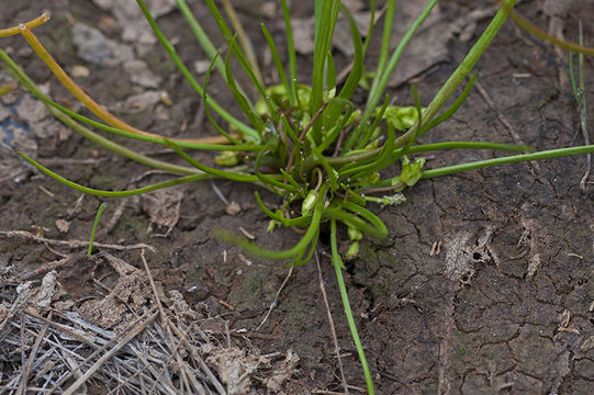 Image of Flowering-Quillwort