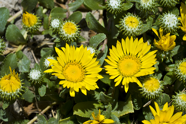 Grindelia hirsutula Hook. & Arn.的圖片