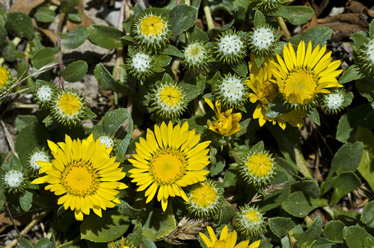 Image of hairy gumweed