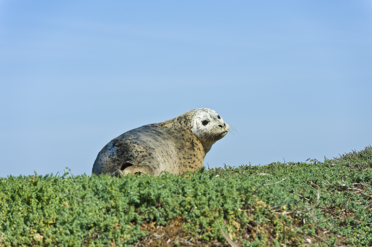 Image of common seal, harbour seal