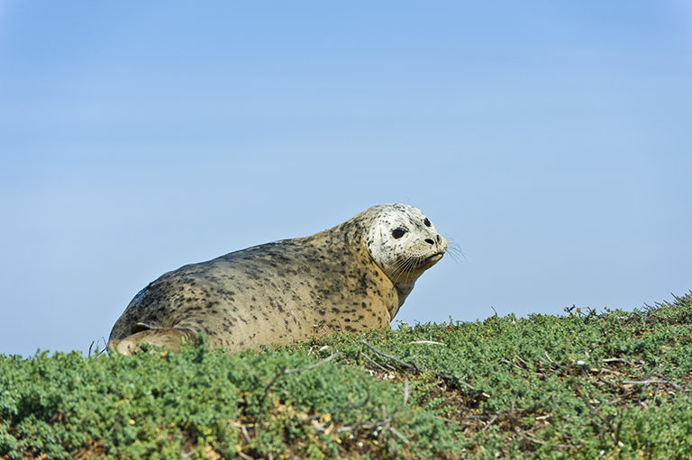 Image of common seal, harbour seal